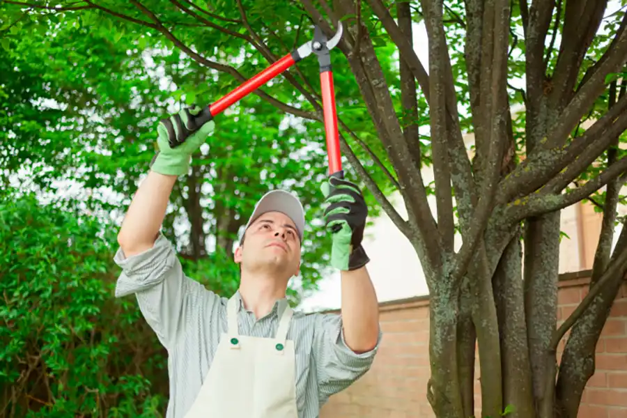 Reliable Tree Trimming Service Tree Trimming Service